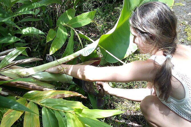 Hawaiian Rainforest Banana Cultivation Experience - Who Should Book This Banana Cultivation Experience