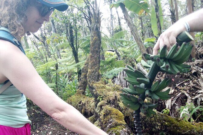 Hawaiian Rainforest Banana Cultivation Experience - Should You Book It?