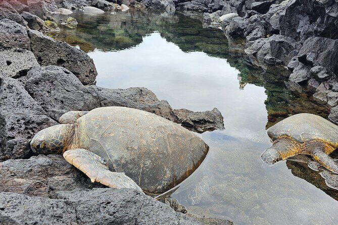 Hilo and Volcano National Park Tour for Cruise Passengers at port - Key things to know before you go