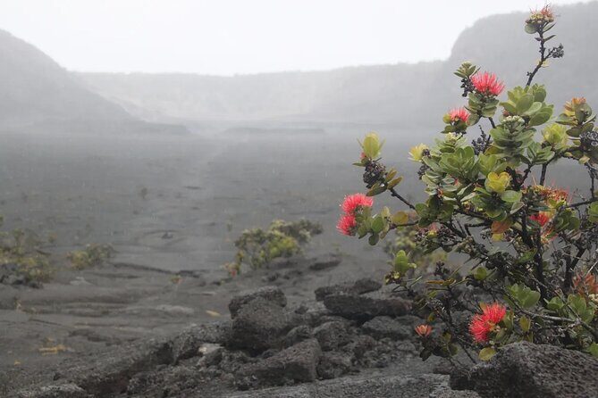 Hilo Cruise Ship Excursion: Volcanoes National Park Rainbow Falls - Halema’uma’u Trail area: the summit pit crater viewpoint