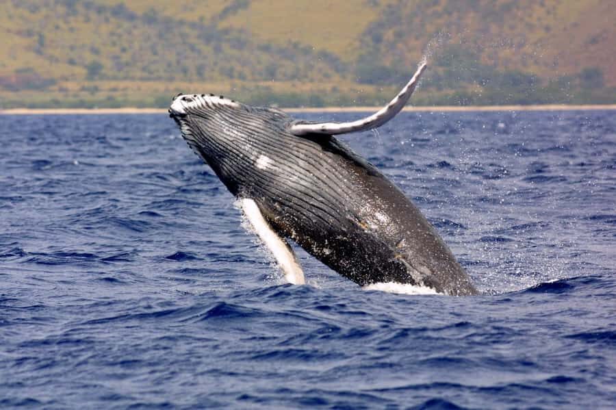 Hilo: Humpback Whale-Watching Cruise with Snacks and Drinks - What “90 Minutes” Feels Like on the Water