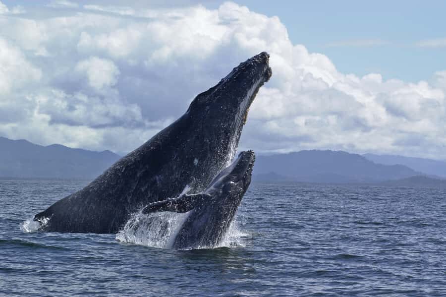 Hilo: Humpback Whale-Watching Cruise with Snacks and Drinks - Snacks, Drinks, and Rain Ponchos (Small Details That Matter)