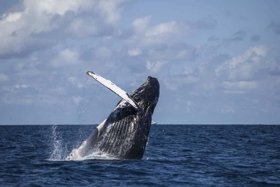 Hilo: Humpback Whale-Watching Cruise with Snacks and Drinks - Weather, Timing, and Setting Your Expectations