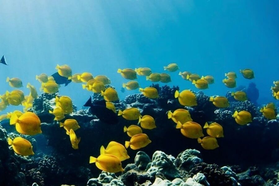 Hilo: Sea Turtle Lagoon and Black Sand Beach Snorkel - Key highlights you’ll feel right away