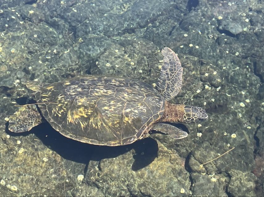 Hilo: Sea Turtle Lagoon and Black Sand Beach Snorkel - Sea Turtle Lagoon meets black sand reefs: why this tour works