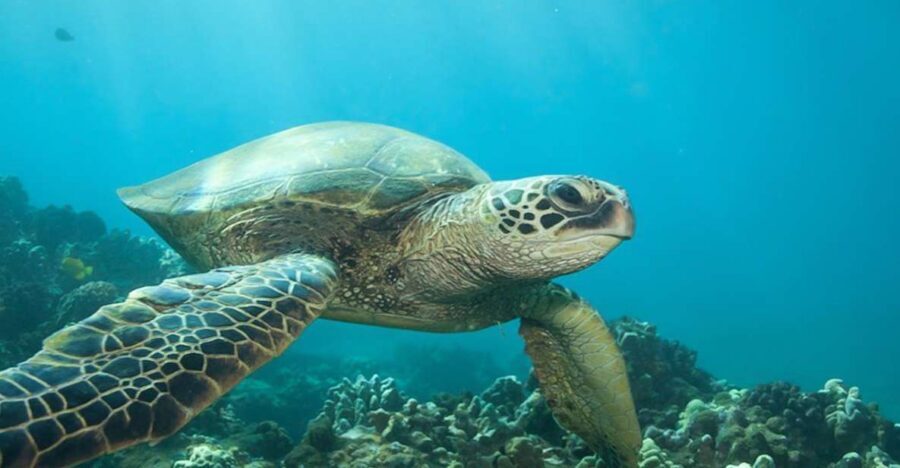Hilo: Sea Turtle Lagoon and Black Sand Beach Snorkel - Stop 1: the sea turtle lagoon style entry (where confidence matters)