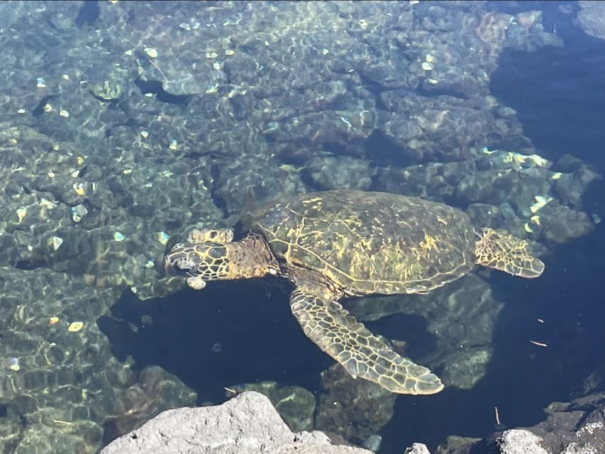 Hilo: Sea Turtle Lagoon and Black Sand Beach Snorkel - Meet the people: guides who actually talk about the ocean