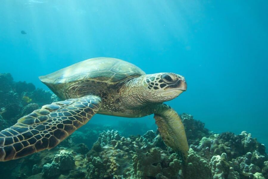 Hilo: Sea Turtle Lagoon and Black Sand Beach Snorkel - Weather, visibility, and how to not get annoyed