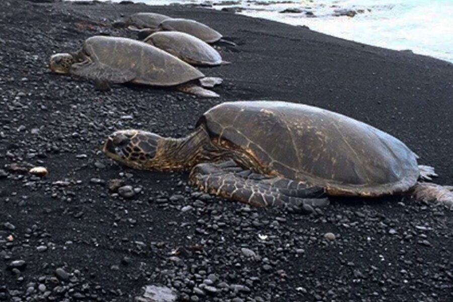 Hilo: Sea Turtle Lagoon and Black Sand Beach Snorkel - What the 3-hour plan looks like in practice