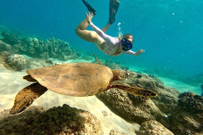 Hilo Sea Turtle Snorkel Adventure - Key things to know before you go