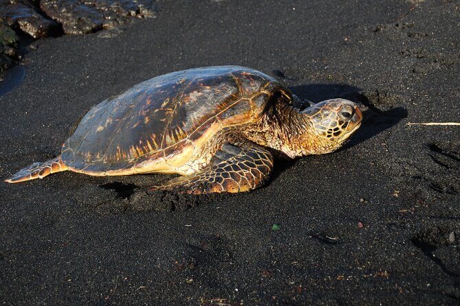 Hilo Shore Excursion: Volcanoes National Park & Black Sand Beach - Richardson Black Sand Beach and Sea Turtle Spotting