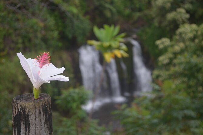 Hilo Waterfall Swim and Hike with Hilo Cruise Ship Pickup - Kawainui Falls and the Other Private Waterfall Stop