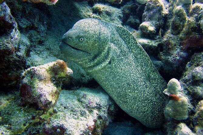 Hilo's Remote Tropical Reef 2 Tank Boat Dive - Key highlights worth knowing