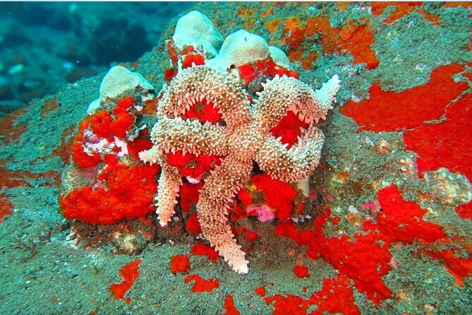 Hilo's Remote Tropical Reef 2 Tank Boat Dive - Remote Tropical Reef in Hilo: What This Two-Tank Scuba Day Really Feels Like