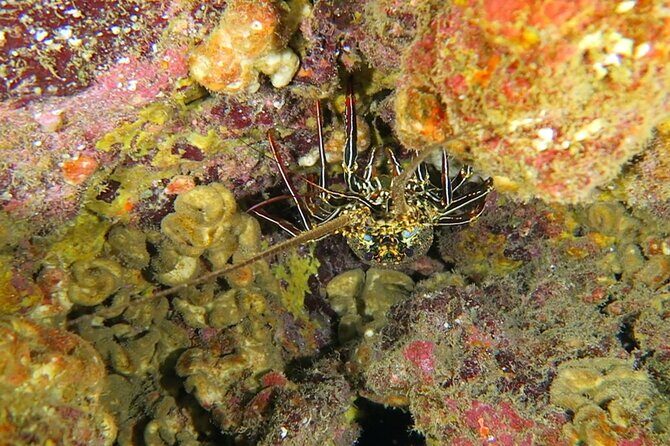 Hilo's Remote Tropical Reef 2 Tank Boat Dive - Marine Life Moments: Dolphins, Turtles, Manta Ray Chances, and Winter Humpbacks