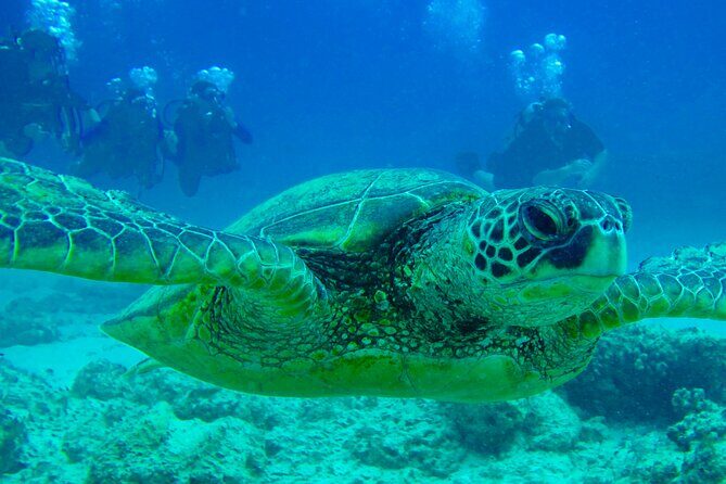 Hilo's Remote Tropical Reef 2 Tank Boat Dive - Timing That Works: 9:30 Start, Four Hours, and How to Plan Your Day