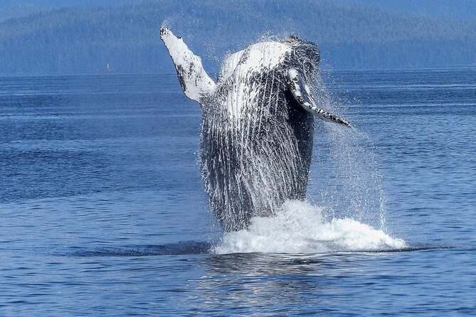 Humpback Whale and Dolphin Watch in Kona - Key highlights you’ll care about
