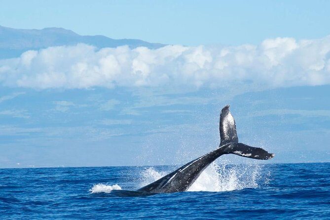 Humpback Whale and Dolphin Watch in Kona - Small-group rigid-hull ride from Ali‘i Dr