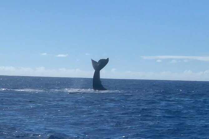 Humpback Whale and Dolphin Watch in Kona - What you’ll see: dolphins year-round, humpbacks Dec–Apr