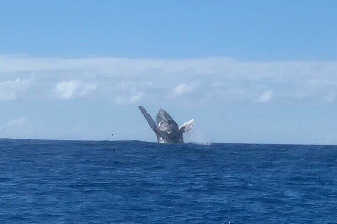 Humpback Whale and Dolphin Watch in Kona - The coastline part: history, geology, and route changes