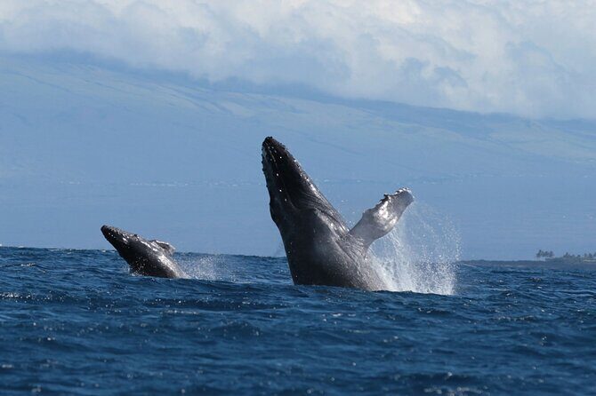 Humpback Whale and Dolphin Watch in Kona - Comfort and practical tips for a bumpy, non-snorkel day