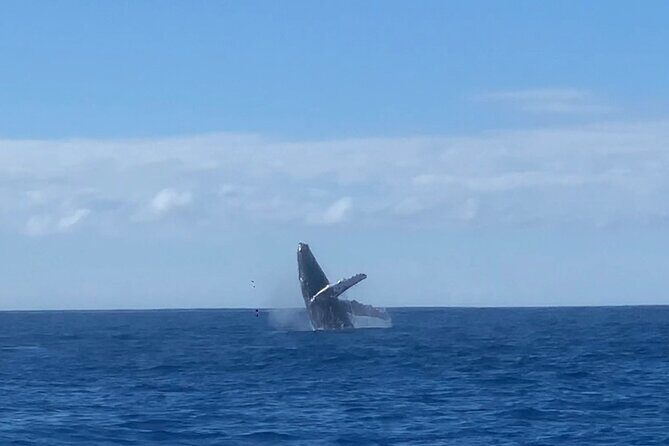 Humpback Whale and Dolphin Watch in Kona - How likely are you to spot whales close up?