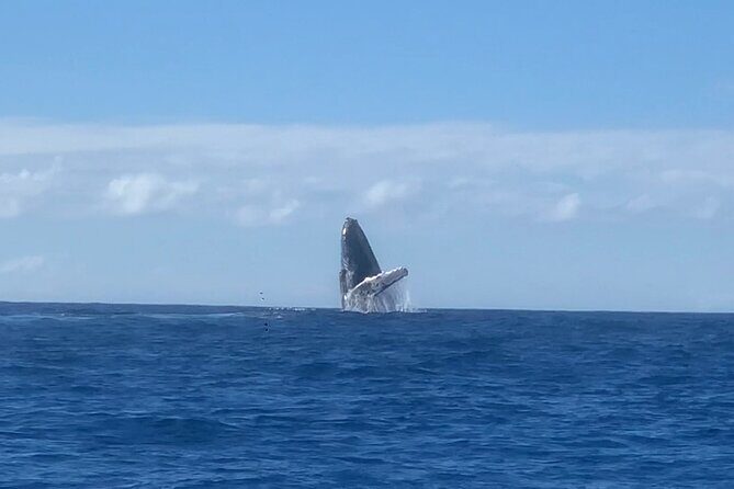 Humpback Whale and Dolphin Watch in Kona - Who should book this Kona whale and dolphin watch