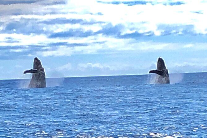Humpback Whale and Dolphin Watch in Kona - The onboard naturalist and hydrophone moment