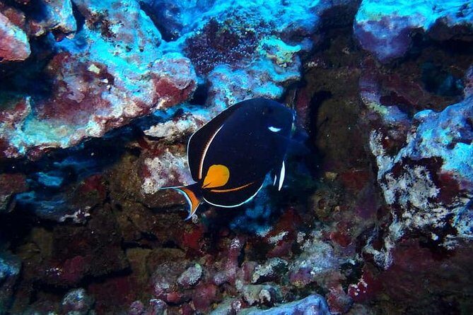 Introductory Beach Scuba Dive - The Classroom: 30 Minutes That Save You Confusion