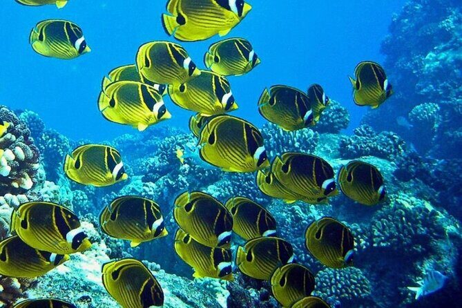 Introductory Beach Scuba Dive - The Stuff You Must Handle Before Your Scuba Session
