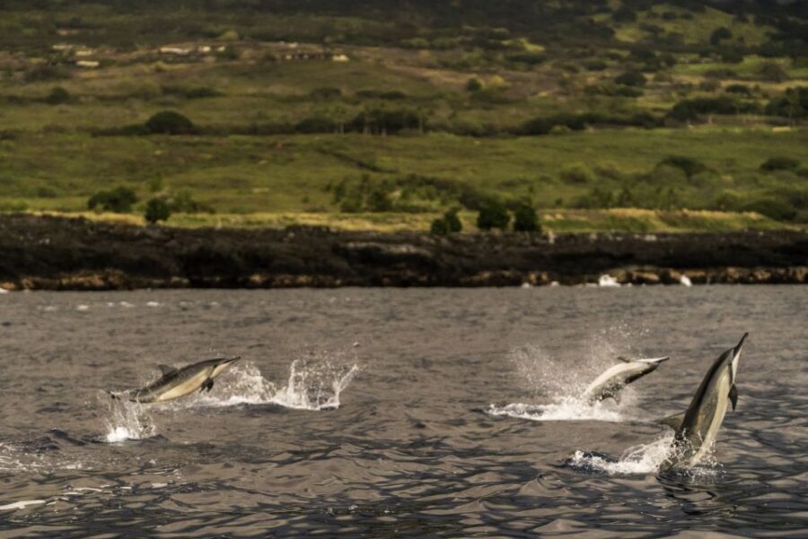 Kailua-Kona: Big Island Morning Snorkeling Tour with Lunch - Who should book this snorkeling tour, and who should skip it
