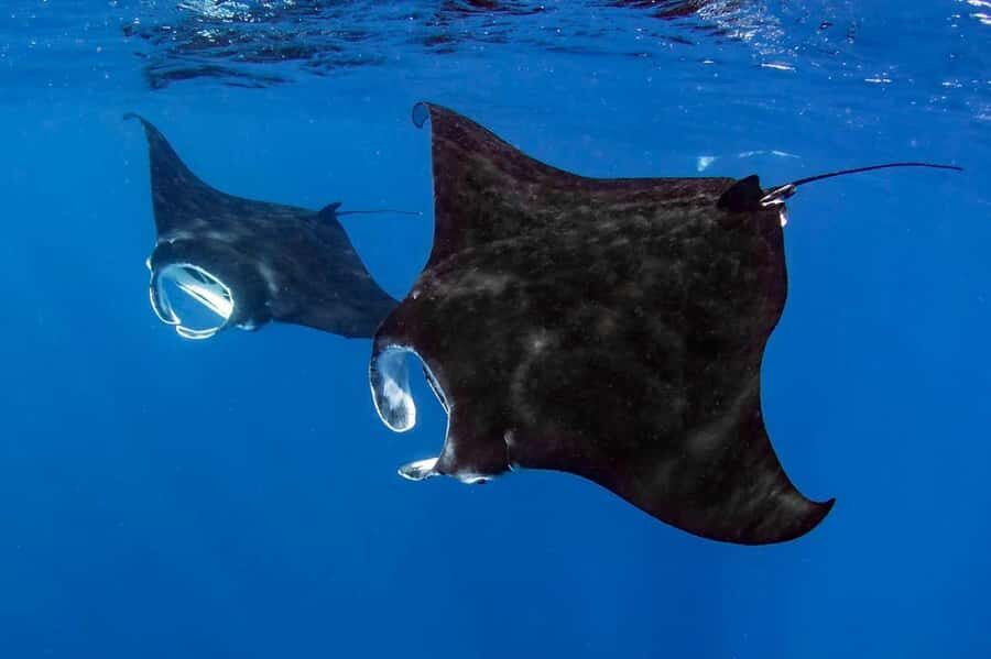 Kailua Kona: Dolphin, Sea Cave and Captain Cook Snorkel Tour - The Zodiac RIB ride from Kailua Kona: fast, but small and controlled