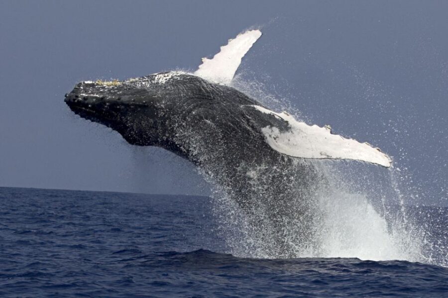 Kailua Kona: Humpback Whale Watching Adventure Cruise - Quick hits before you go