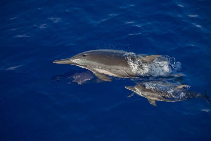 Kailua Kona: Humpback Whale Watching Adventure Cruise - Value check: is $151 per person worth it?