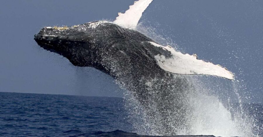 Kailua Kona: Humpback Whale Watching Adventure Cruise - Should you book this Kailua Kona whale watching cruise?