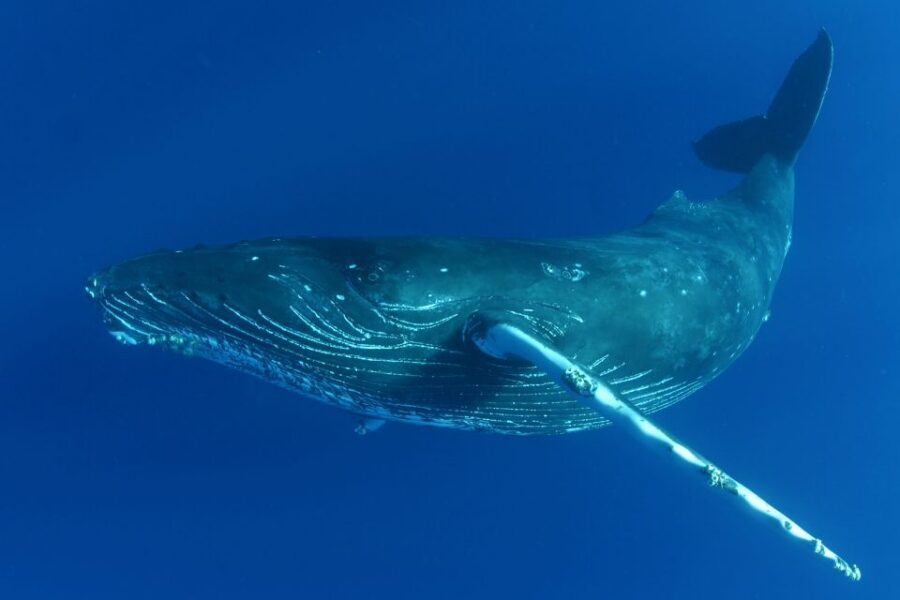 Kailua Kona: Humpback Whale Watching Adventure Cruise - Getting on the Kanoa II: pier timing and parking that saves stress