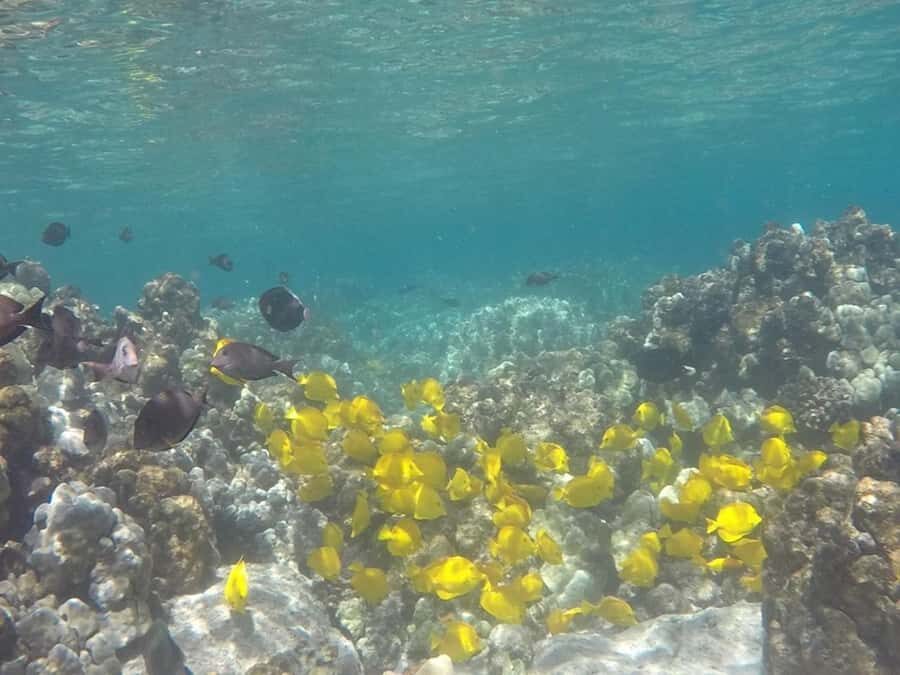 Kailua-Kona: Kealakekua Bay Snorkel and Sail with Lunch - Breakfast and lunch on board: Kona coffee, deli-style comfort, and cold drinks