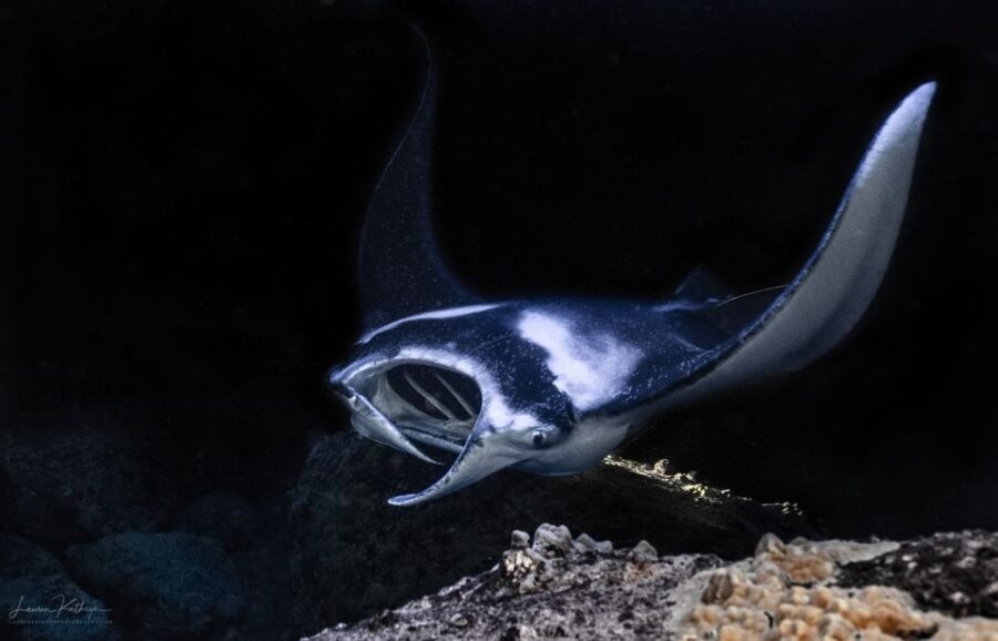 Kailua Kona: Manta Ray Night Snorkel Tour with Guide - Quick hits before you go