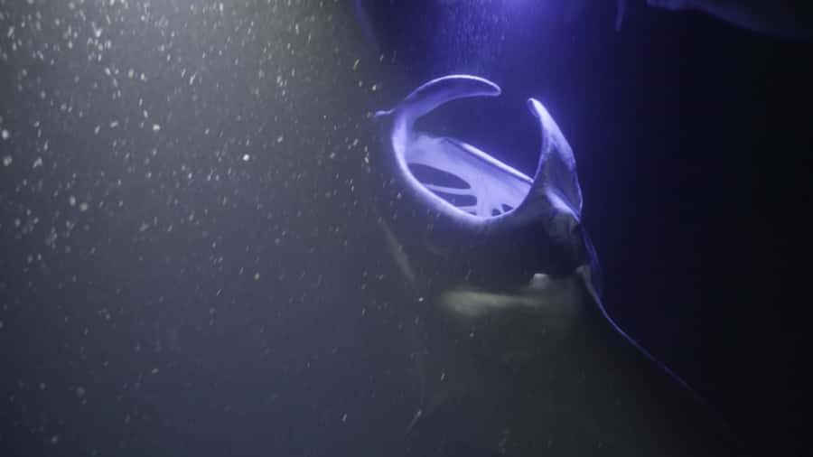 Kailua-Kona: Manta Ray Snorkeling and Sunset Sailing Cruise - Key Highlights You’ll Care About
