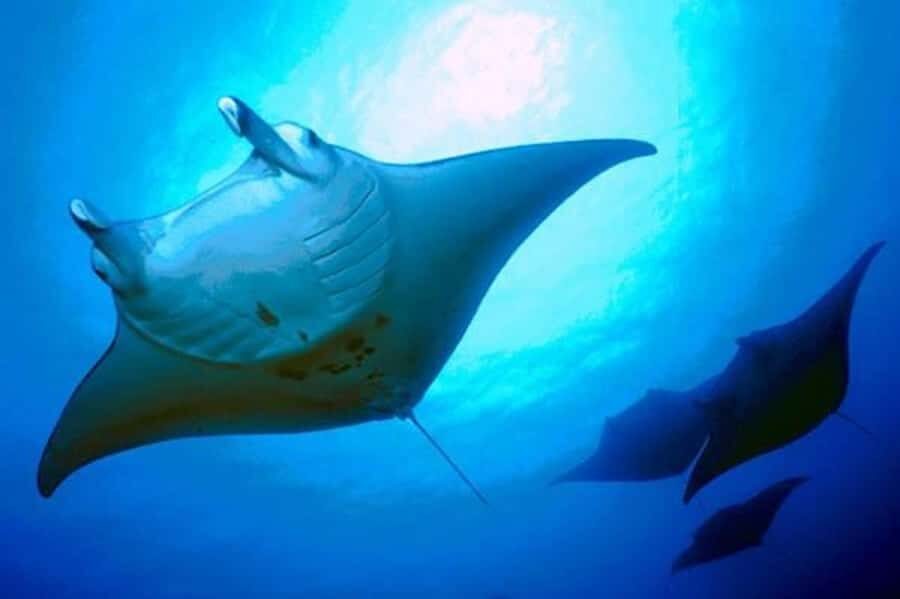 Kailua-Kona: Manta Ray Snorkeling and Sunset Sailing Cruise - Captain and Crew Safety Briefing: The Part That Makes This Feel Under Control