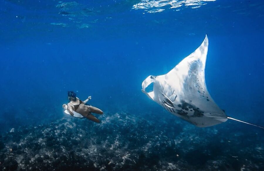 Kailua-Kona: Manta Ray Snorkeling with Hot Cocoa - KIBOU from Honokohau Harbor: where the manta hunt starts
