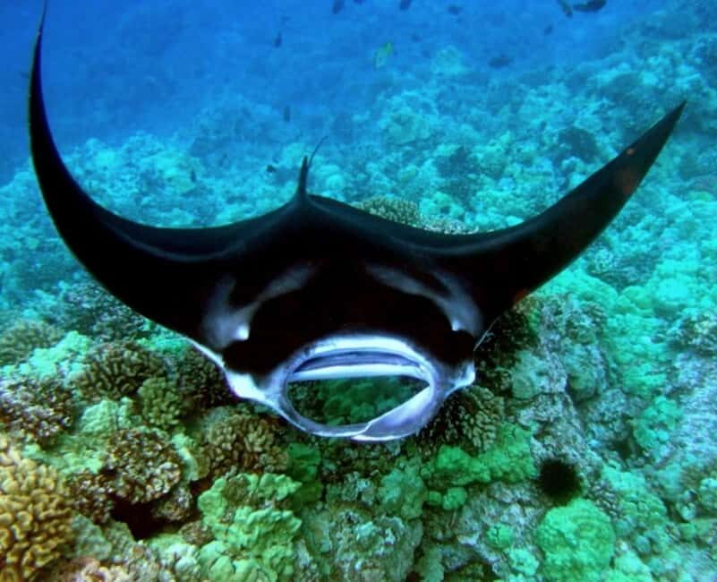 Kailua-Kona: Manta Ray Snorkeling with Hot Cocoa - Sunset vs moonlight: picking the right time window