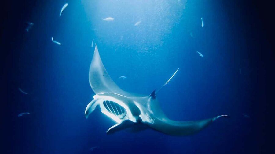 Kailua-Kona: Manta Ray Snorkeling with Hot Cocoa - Who should book this manta ray snorkeling tour?