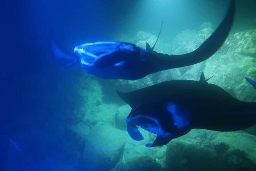 Kailua-Kona: Manta Ray Spotting Night Snorkeling Tour - Key things I’d zero in on before you go