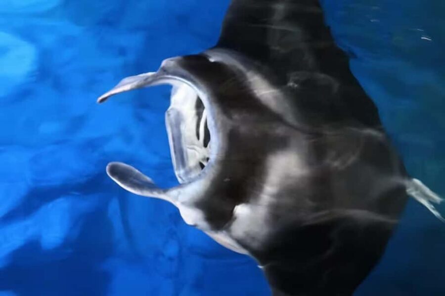 Kailua-Kona: Manta Ray Spotting Night Snorkeling Tour - 144,000 lumens: how the lighting changes what you see