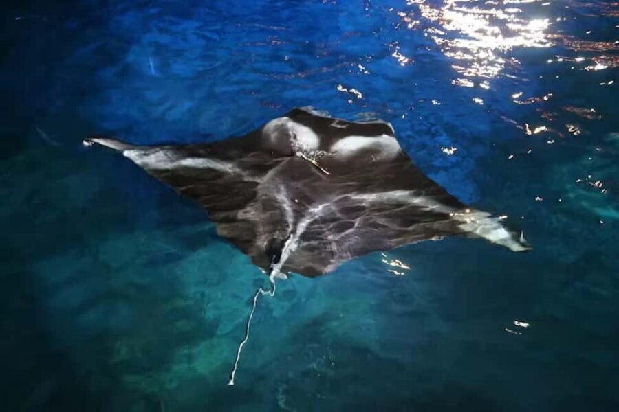 Kailua-Kona: Manta Ray Spotting Night Snorkeling Tour - Manta ray guarantee: what it means (and what it does not)