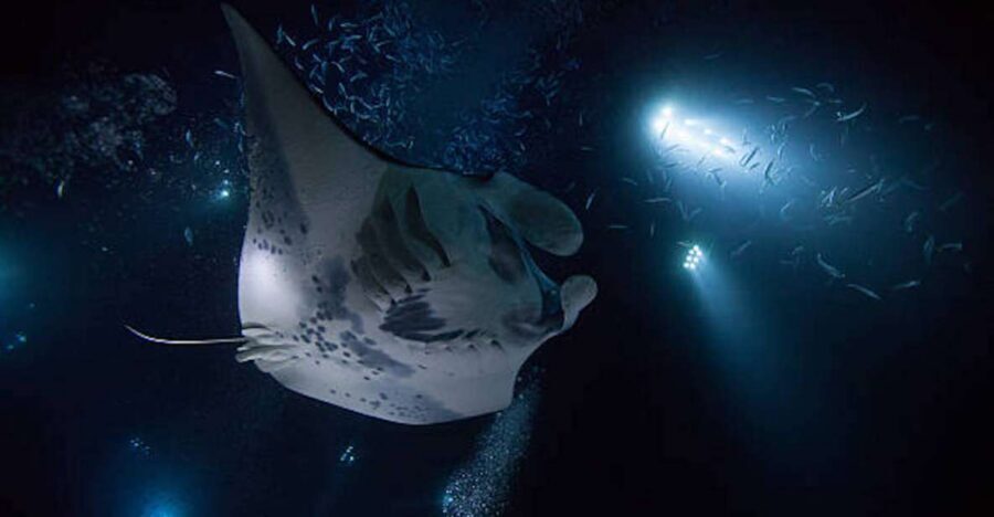 Kailua-Kona: Manta Ray Watching Nighttime Boat Trip - Key things to know before you go