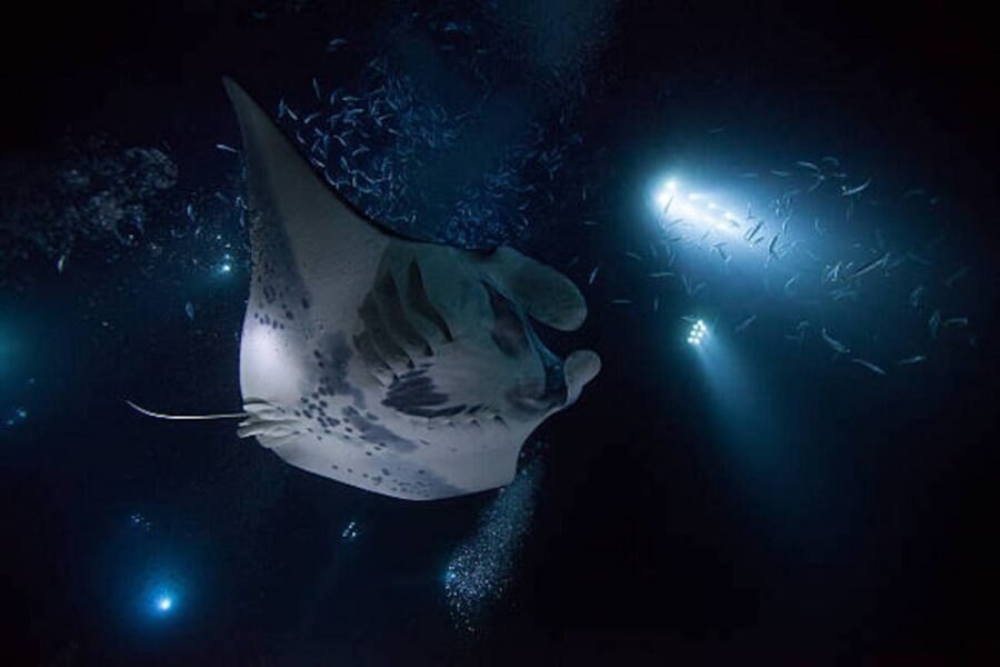 Kailua-Kona: Manta Ray Watching Nighttime Boat Trip - Why Kona’s Night Manta Ray Scene Feels Magical
