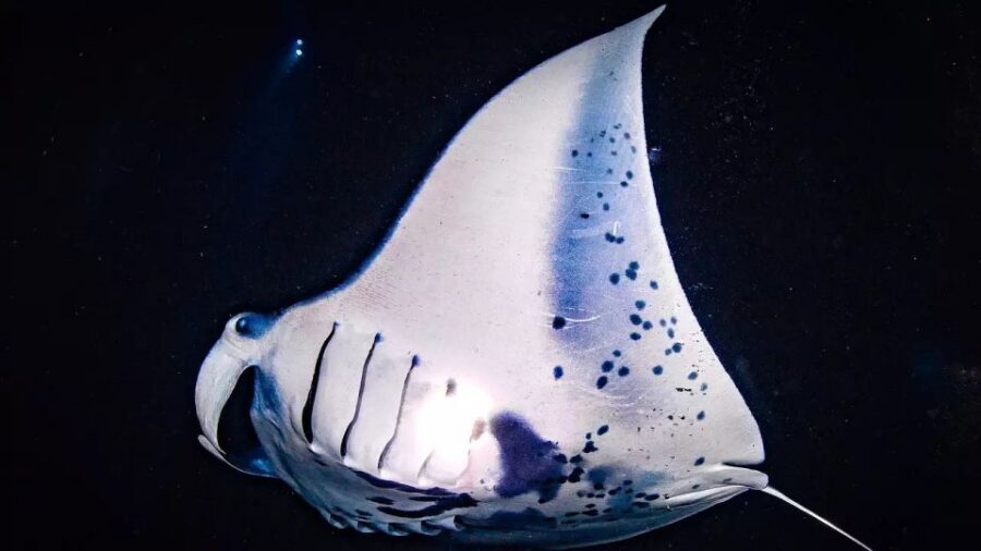 Kailua-Kona: Manta Ray Watching Nighttime Boat Trip - Meeting Your Guides: Safety, Snorkel Help, and Manta Facts
