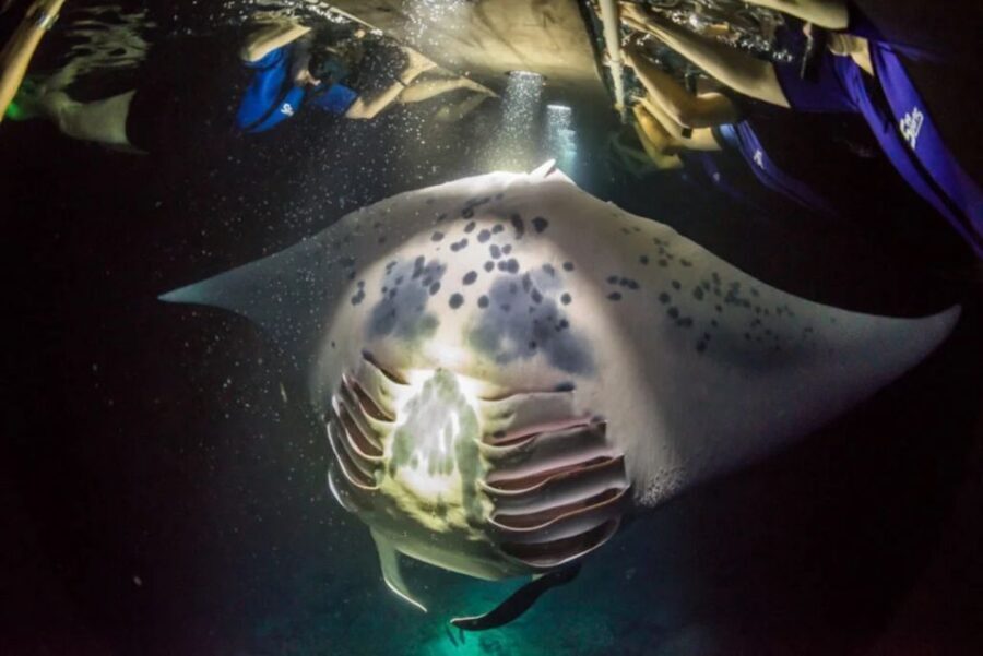 Kailua-Kona: Manta Ray Watching Nighttime Boat Trip - Comfort Checklist: Towel, Warm Layer, and Photo Gear
